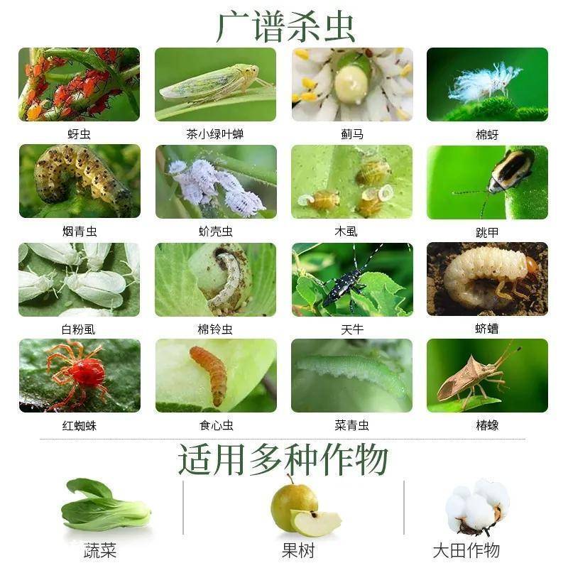 高效氯氰菊酯杀什么虫效果好(使用高效氯氰菊酯正确方法)-图片4